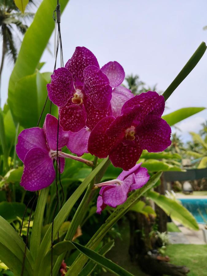 Thoduwawa Beach Villa Paiyagala Eksteriør bilde